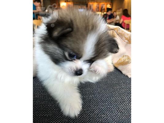 Κουτάβια Pomeranian